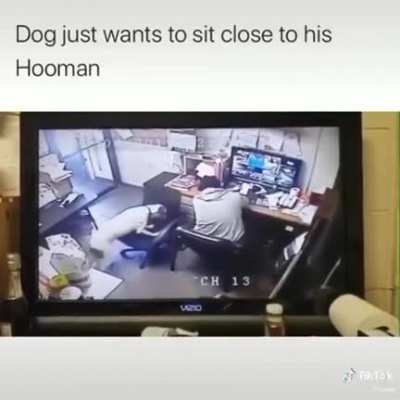 Dog is man's best friend