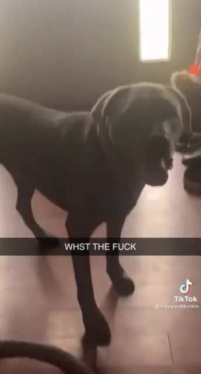 The dog who isn&rsquo;t scared of anything