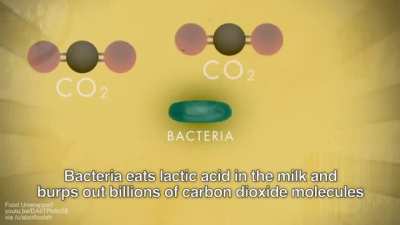How Swiss cheese gets its holes