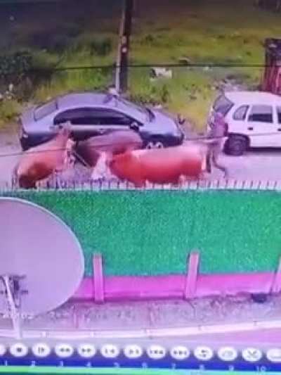YA BAHTIMI SİKEYİM ARABAYI PARK ETTİM DURAN ARABAYA İNEK &Ccedil;ARPTI AMINA KOYAYIM