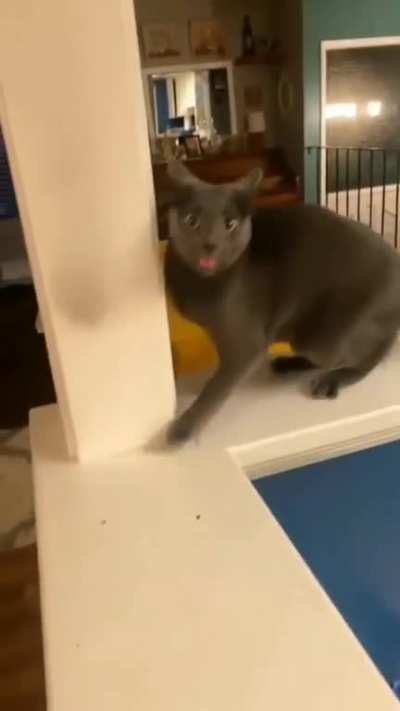 cursed_cat