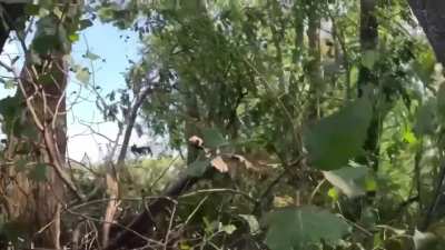 Ukrainian Soldiers engaging Russian forces from a tree line near Korenevo [August 28th, 2024]