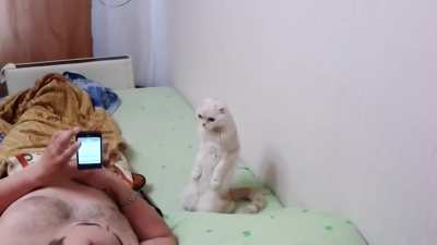 Cat stands for Russian National Anthem