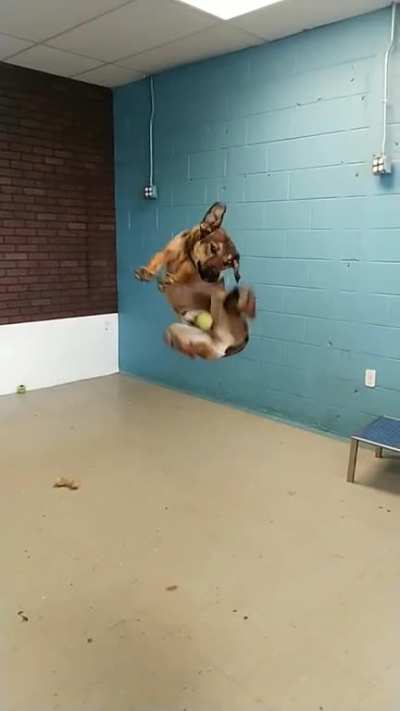 My dog trying to catch a ball