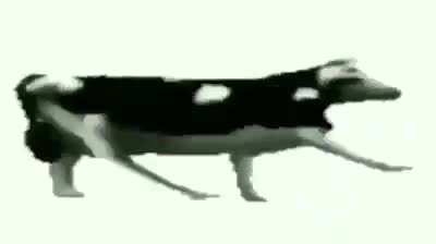 Cow