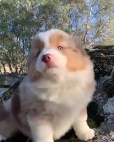 Awwhuuuu 🐶