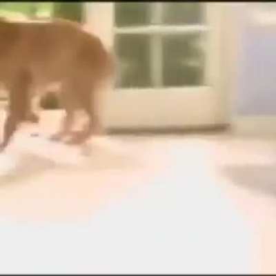 Snuffi