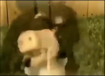 cow bullying