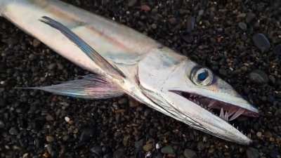 Alepiasaurus "cannibal fish" washed up on the beach.