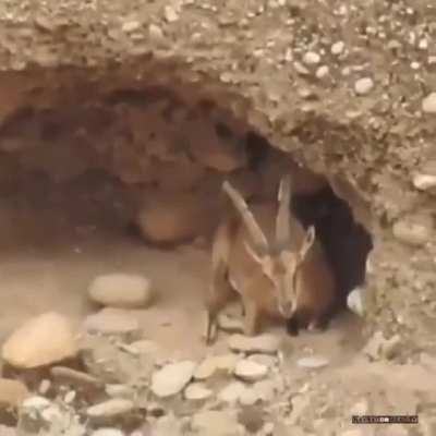 Video of an antelope's dwelling place.