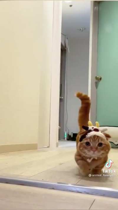 just look at the way it slowly walks towards the camera