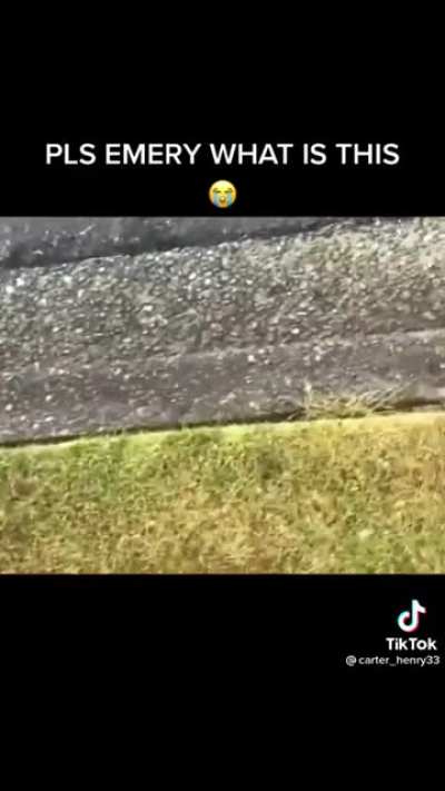 That scream broke my eardrums