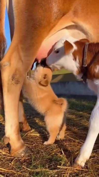 Milking the cow while puppy creates chaos
