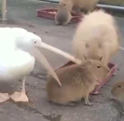 When it doesn&rsquo;t fit, it doesn&rsquo;t fit
