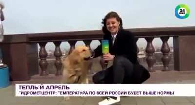 (UPDATE) Dog returns reporters microphone and news anchor smiles.