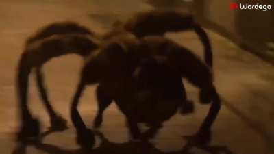 Spider dog