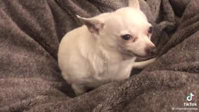 Trying to put the dog to sleep @simpingforpudgy on Tiktok