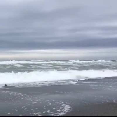 A rehabilitated blue penguin is released back into the wild