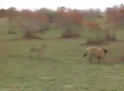 deer deserves a fucking oscar