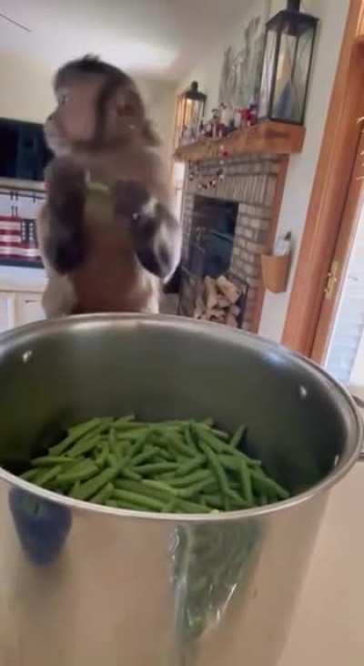 Monkey cook.