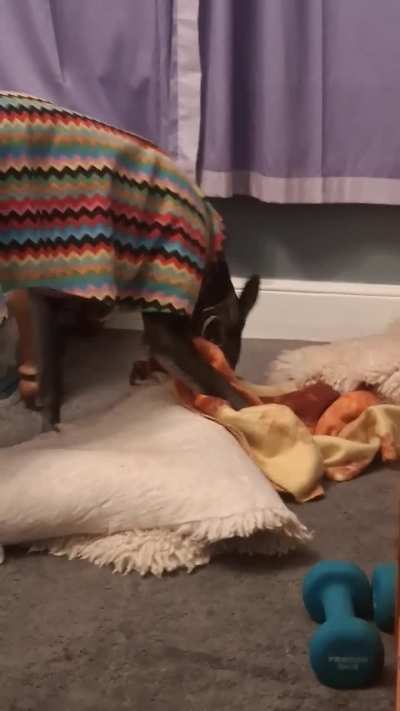 Help me find a treat I just watched you hide