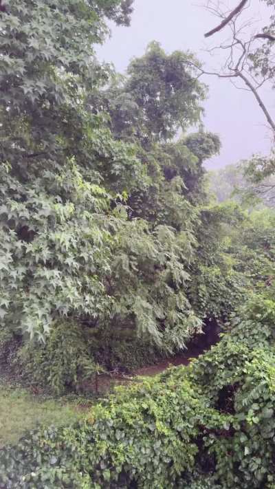 My Backyard - Rainy Day