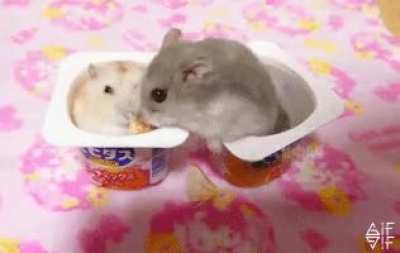 Don't to come near my food