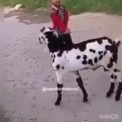 HMJB after bullying a poor animal