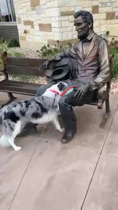 Poor doggo