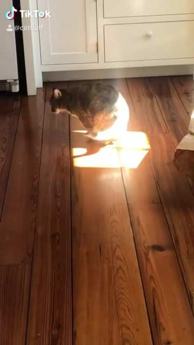 It&rsquo;s the I&rsquo;m Sitting Here cat