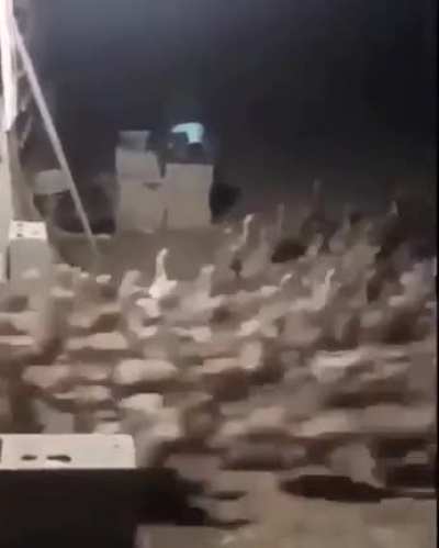 What are they running from...?