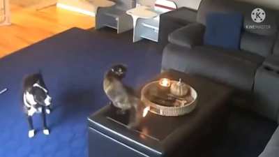 a cat in heat