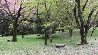 Falling cherry blossoms
