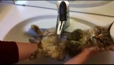 My cat will kill me if I try this