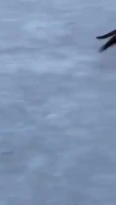 Sudden rat