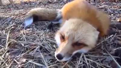 Vulpix used Roar