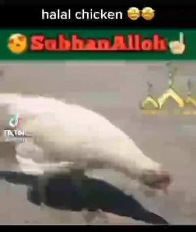halal chicken حلال