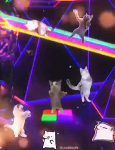 Cat&rsquo;s fantasy 