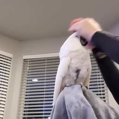 The last AHHAaaaaa scream gets me lol