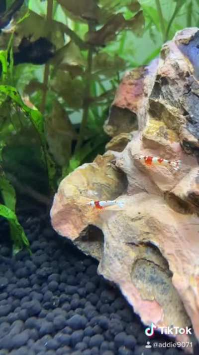 What&rsquo;s all this I hear about being a shrimp