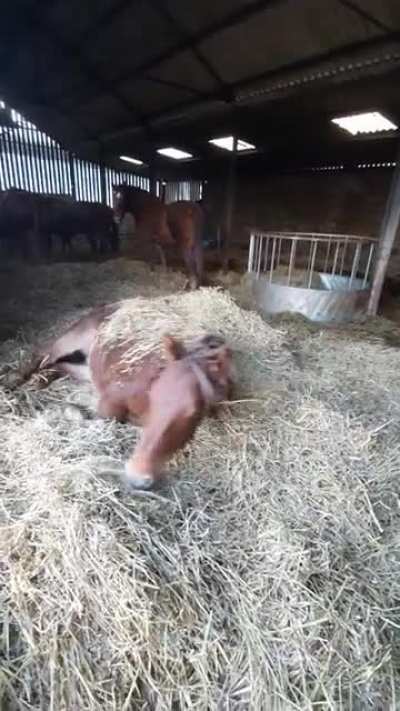 Beatrix loves new straw!