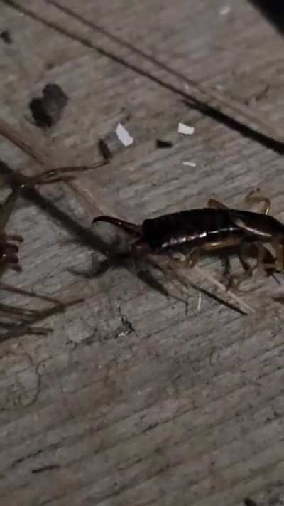 The effectiveness of Earwig pinchers