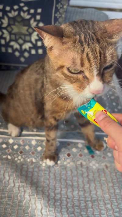 UPDATE ON TEDDY 🐾 |Day 25 of FIP treatment &ndash; running low on funds