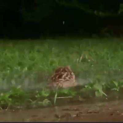 Rainy Frog