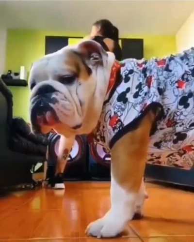Good dog