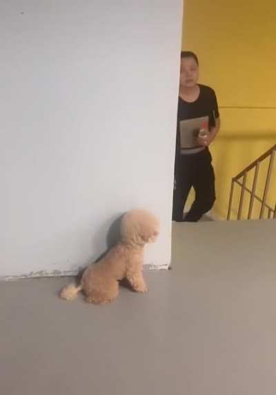 Pup does a prank
