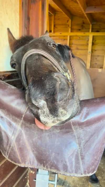One rotten canine removal later&hellip;