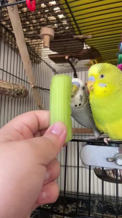 They can&rsquo;t resist the celery!!