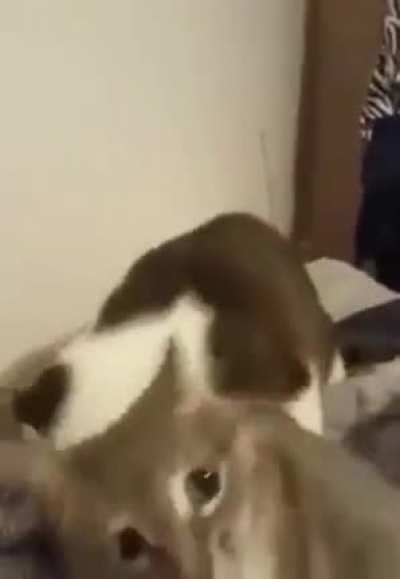 Surprise but secks