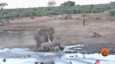 Don't bring a Rhino to an Elephant fight.